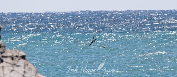 대왕암 앞바다에 나타난 ‘하늘의 군함’…울산서 희귀조류 군함조 첫 기록